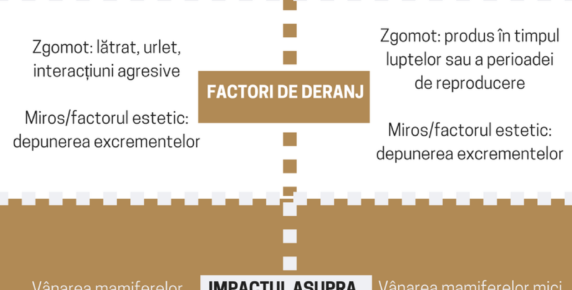 Animalele nimănui -  o problemă a tuturor Image